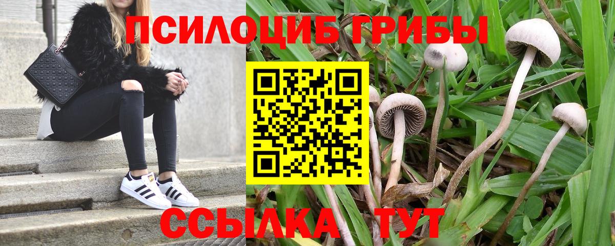 Псилоцибиновые грибы Cubensis Феодосия